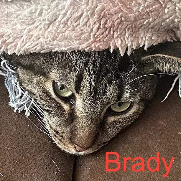 Brady @ Pet Supplies thumbnail 5