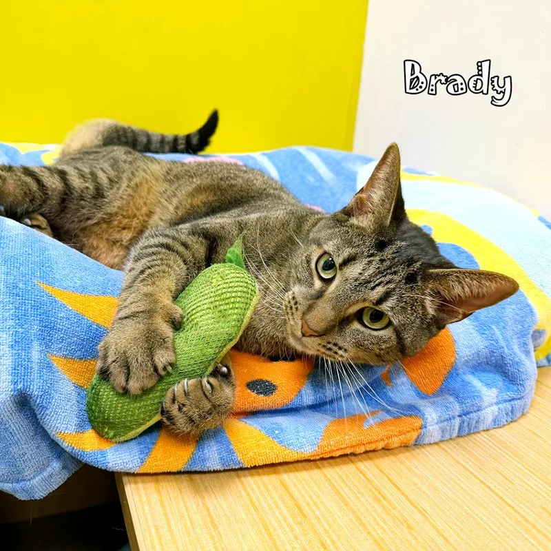 Brady @ Pet Supplies thumbnail 6