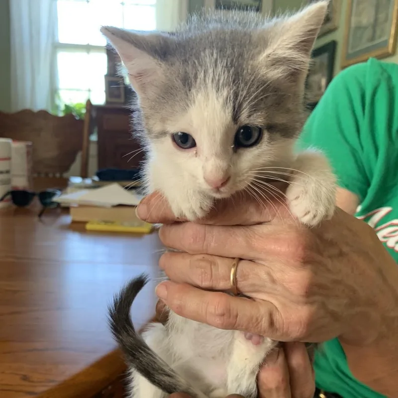 A baby small-sized male White Domestic Short Hair cat named Jelly Shumway for adoption in Woodstock, VA