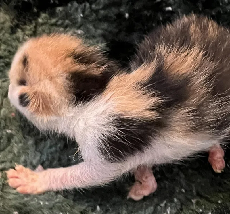 A baby small-sized female Domestic Short Hair cat named Lucy for adoption in HUNTINGTON BEACH, CA