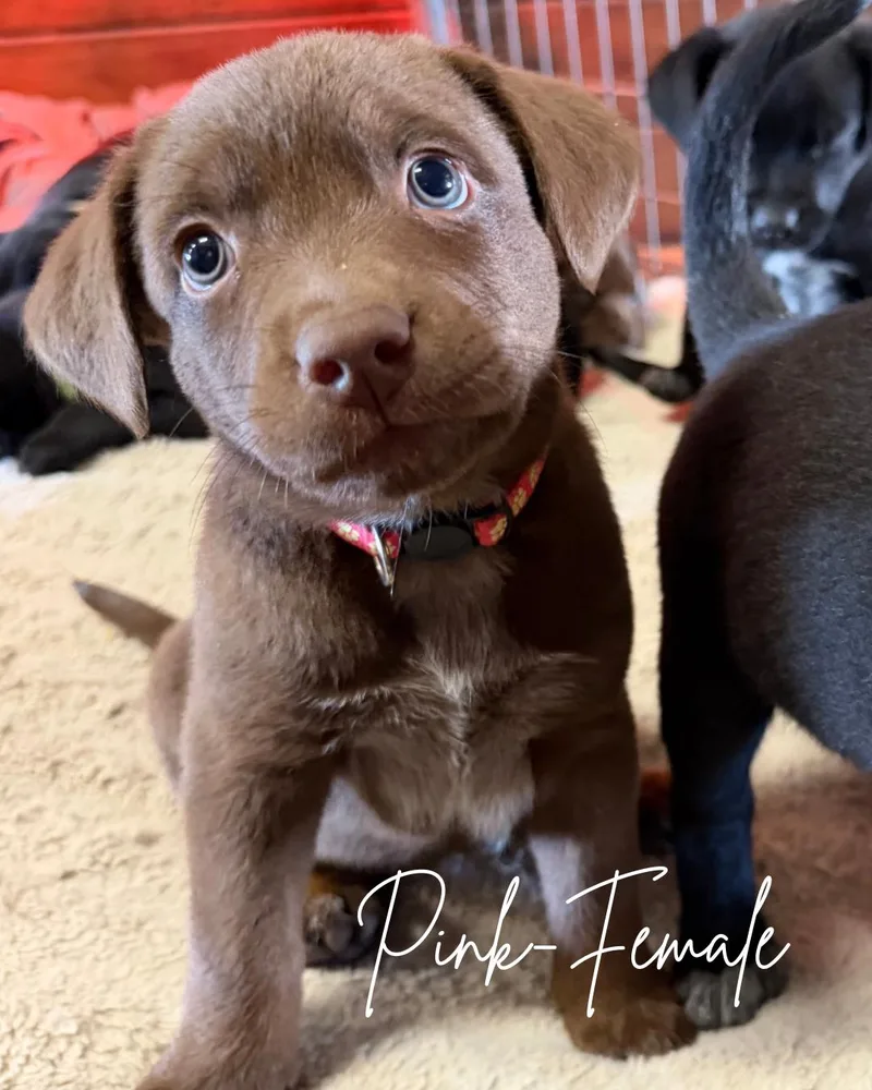 A baby medium-sized female Brown / Chocolate Chocolate Labrador Retriever dog named Dolly for adoption in Herald, CA