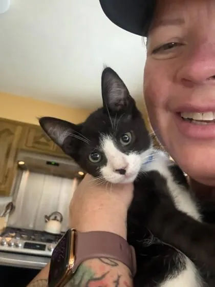 A baby small-sized male Domestic Short Hair cat named Papaya for adoption in Hobart, IN