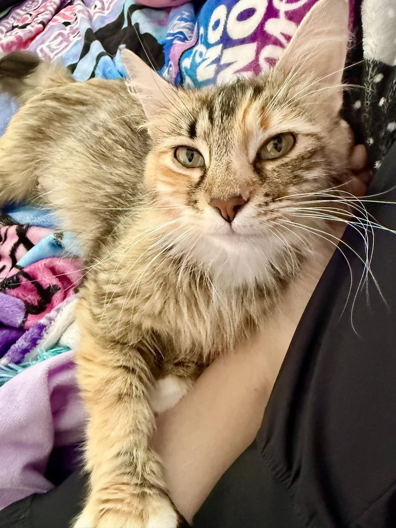 An adult medium-sized female Calico cat named Riva Ridge for adoption in Georgetown, KY