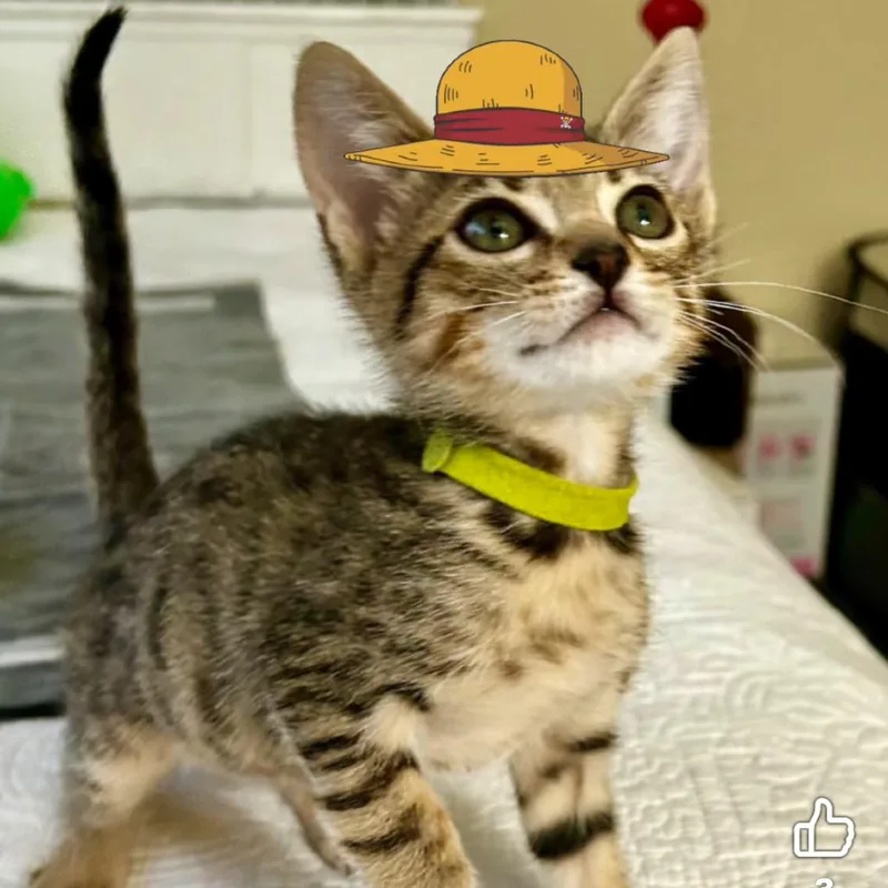 A baby small-sized female Brown / Chocolate Domestic Short Hair cat named Betty Rubble for adoption in Pleasanton, CA