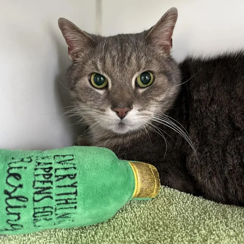 A senior large-sized male Gray / Blue / Silver Domestic Short Hair cat named Tigger for adoption in Weimar, CA