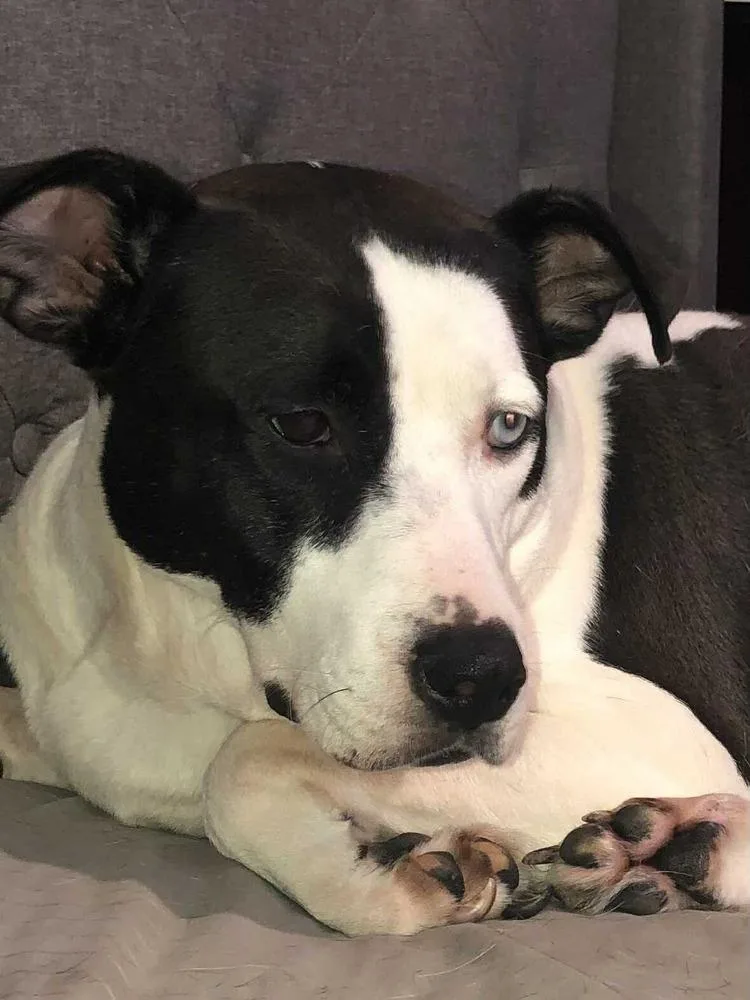 A young large-sized female Tricolor (Brown, Black, & White) American Staffordshire Terrier dog named Eleanor for adoption in Shawnee, OK