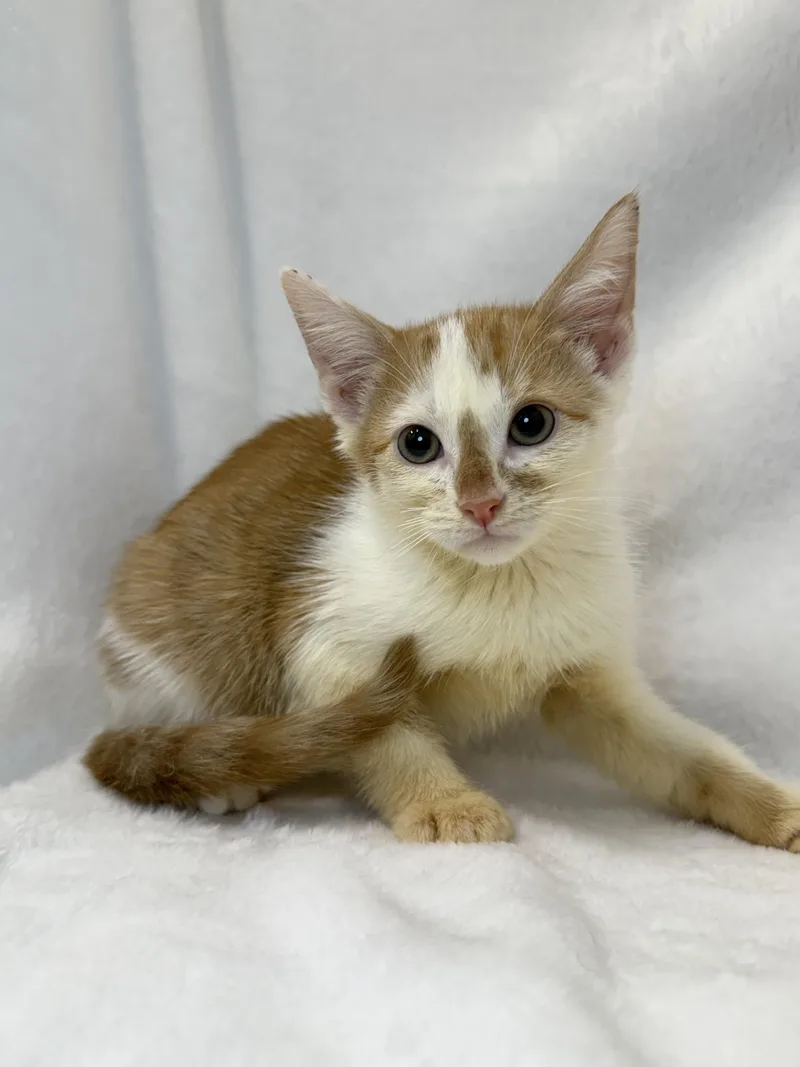 A baby medium-sized male Tabby (Orange / Red) Domestic Short Hair cat named Ranger for adoption in Greensboro, NC
