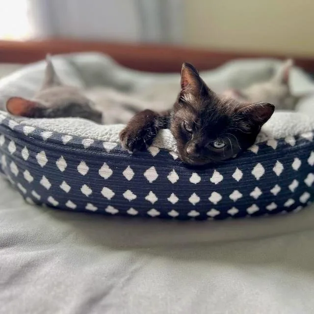 A baby small-sized female Black & White / Tuxedo Domestic Short Hair cat named Sedona for adoption in Chicago, IL