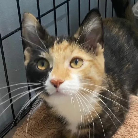 A baby medium-sized female Calico Domestic Short Hair cat named Martha for adoption in Spencer, IN
