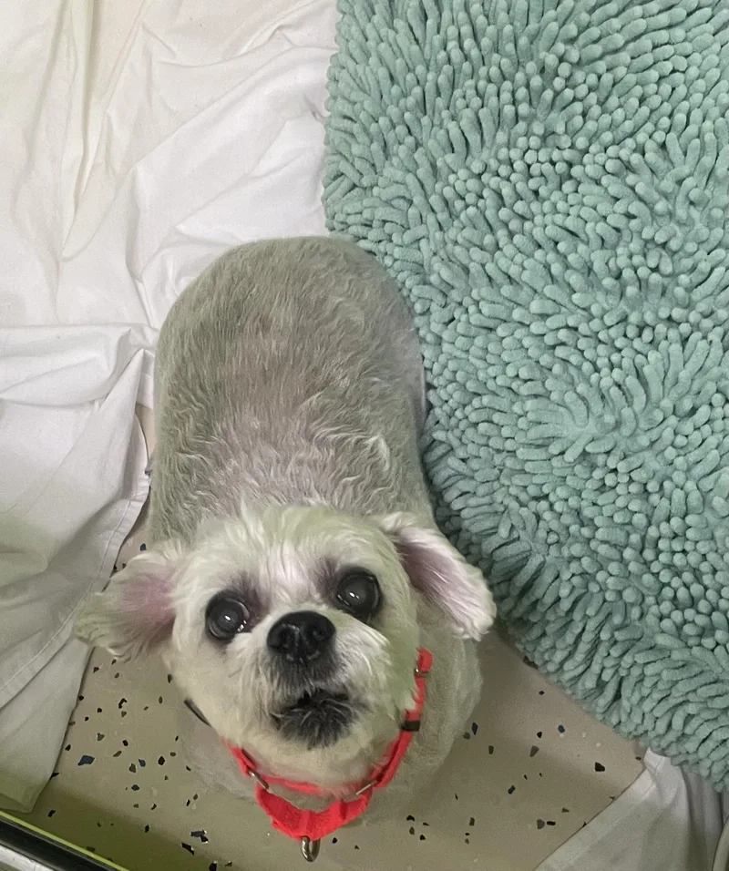 Chloe
