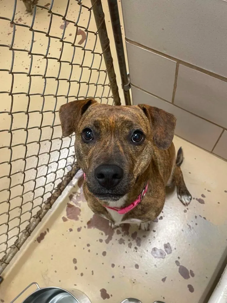 A young medium-sized female Mixed Breed dog named Italy for adoption in Hamilton, OH