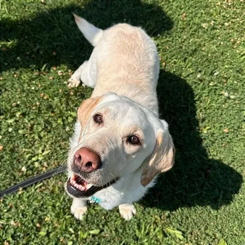An adult medium-sized female Yellow / Tan / Blond / Fawn Labrador Retriever dog named Rosie for adoption in Springfield, MA