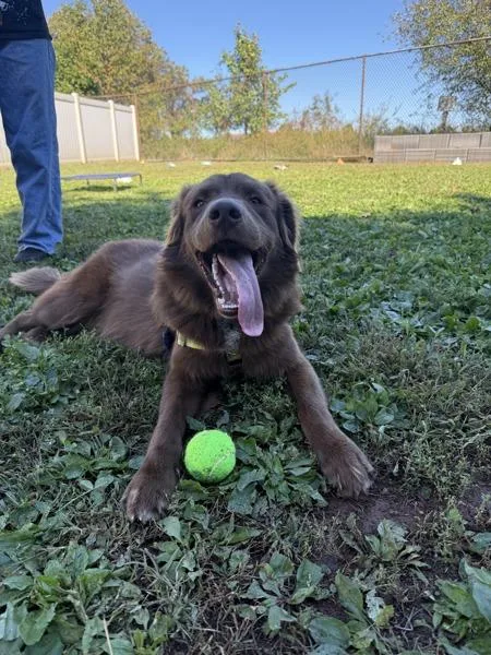 A young medium-sized male Nova Scotia Duck Tolling Retriever dog named Ducky for adoption in Skillman, NJ