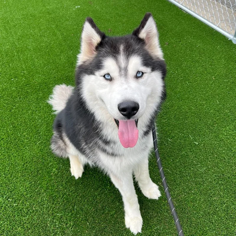 A senior medium-sized male Black Siberian Husky dog named Jax for adoption in Chicago, IL