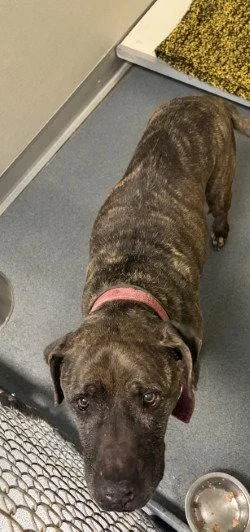 A senior large-sized male Pit Bull Terrier dog named Da  Rusty for adoption in Glen Allen, VA