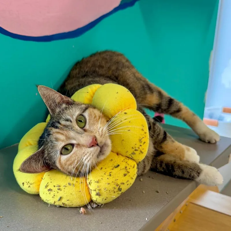 An adult medium-sized female Brown / Chocolate Domestic Short Hair cat named Rosetta for adoption in Binghamton, NY