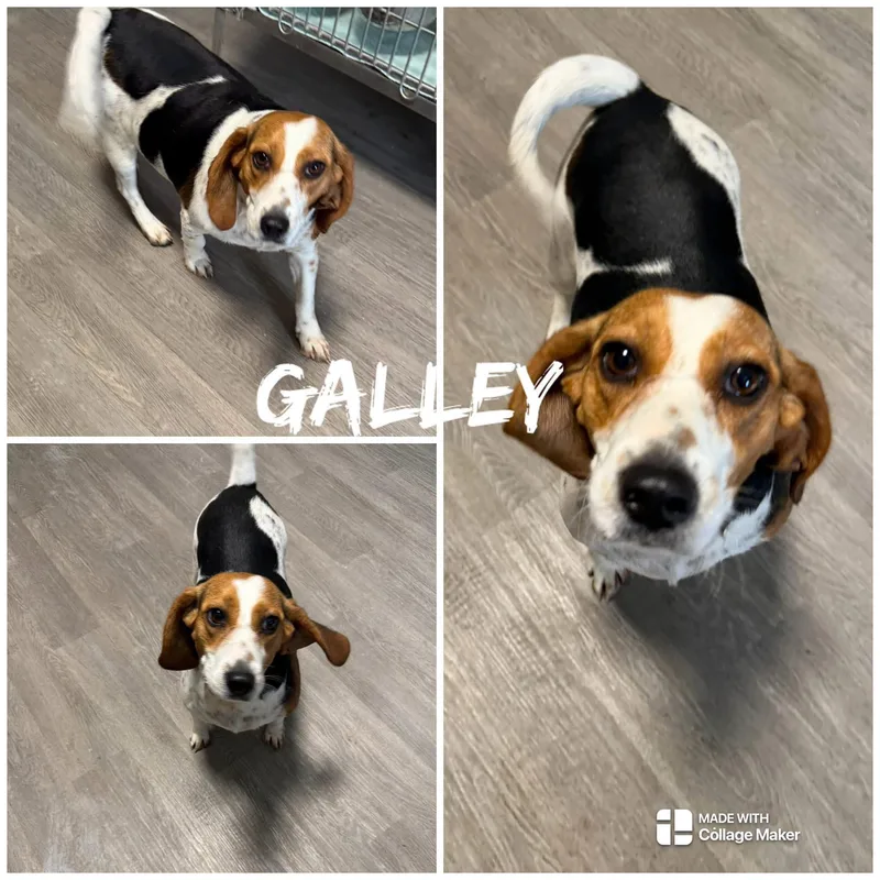 An adult small-sized female Brown / Chocolate Beagle dog named Galley for adoption in Saint James, MO