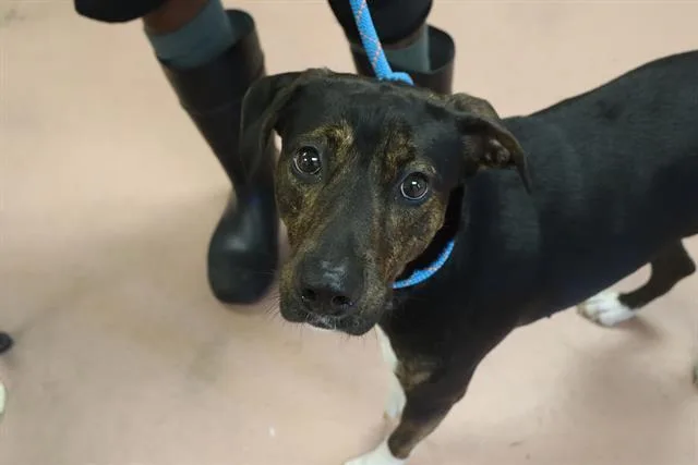 An adult medium-sized female Mixed Breed dog named Shadow for adoption in Columbia, SC