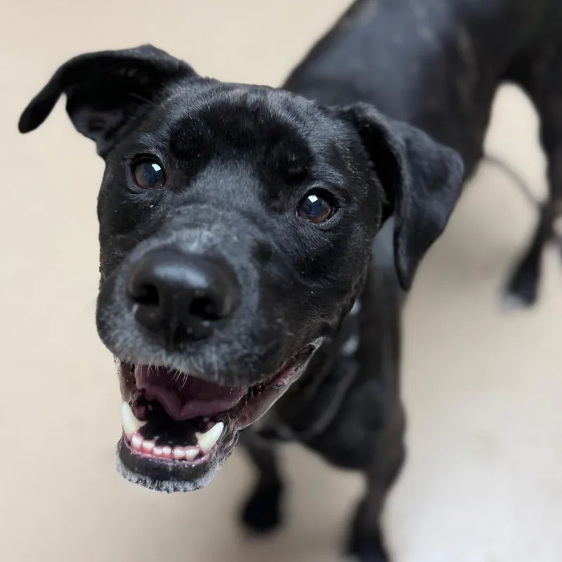 An adult small-sized male Brindle Plott Hound dog named Waffle Aka Zumba for adoption in Perkiomenville, PA