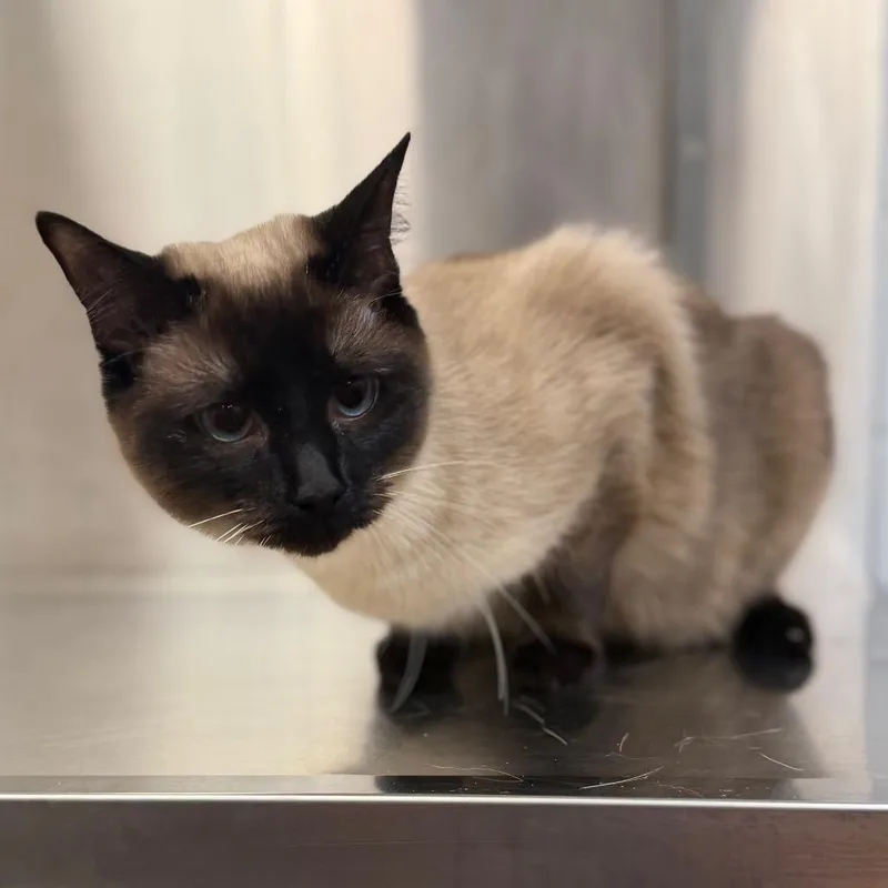 A young large-sized female Brown / Chocolate Domestic Short Hair cat named Princess for adoption in Sarasota, FL