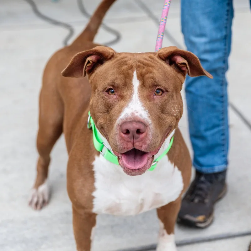 A young medium-sized female Pit Bull Terrier dog named Peach for adoption in Oakland, CA