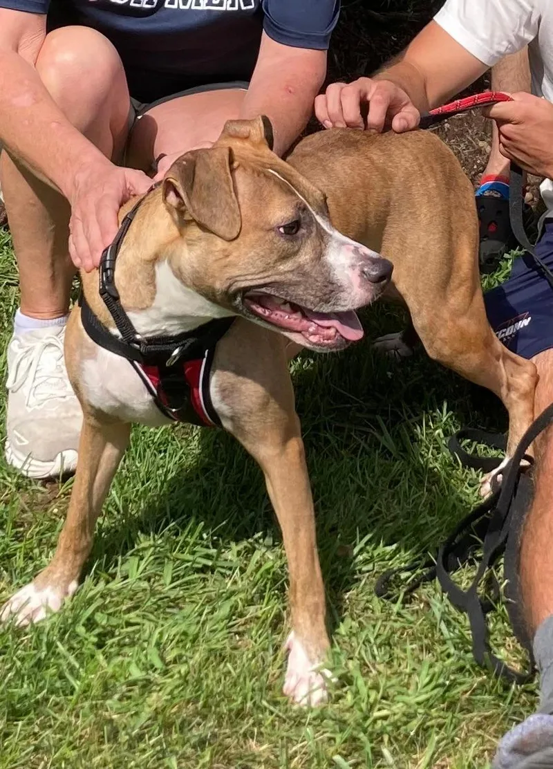 Clyde  An Easygoing thumbnail 3