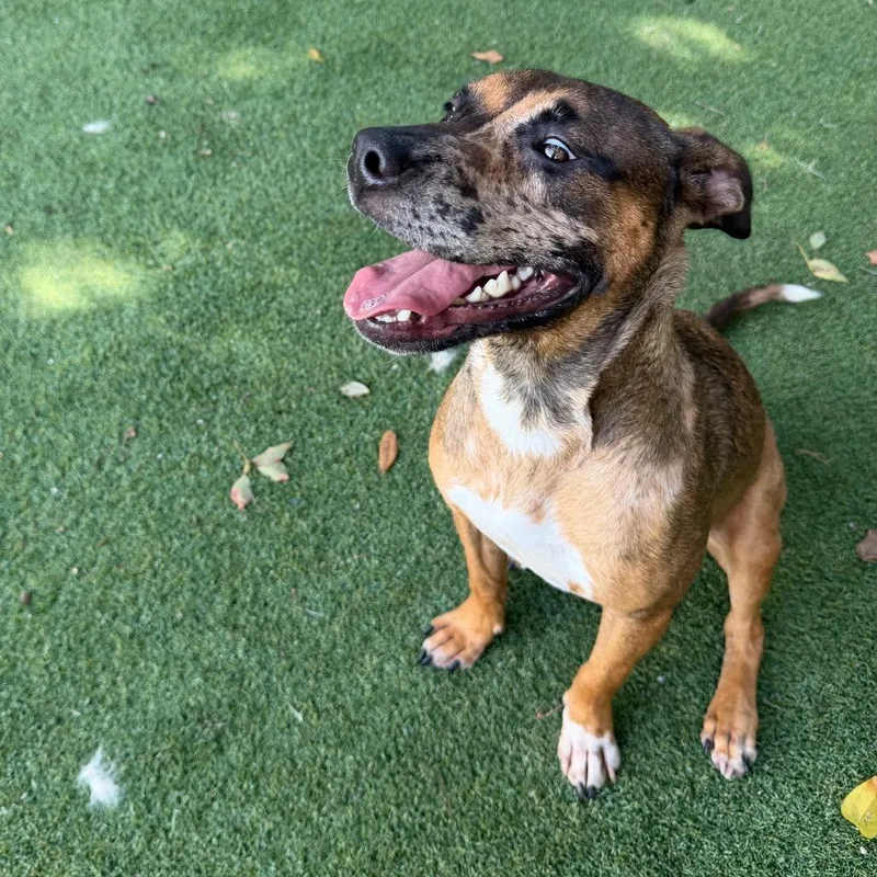 A young medium-sized female Catahoula Leopard Dog dog named Moka Pot Polkadot for adoption in Lakeland, FL