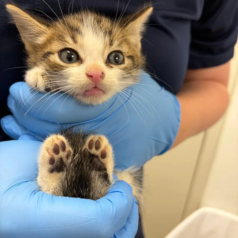 A baby small-sized female Orange / Red Domestic Short Hair cat named 71374 for adoption in Harrisonburg, VA