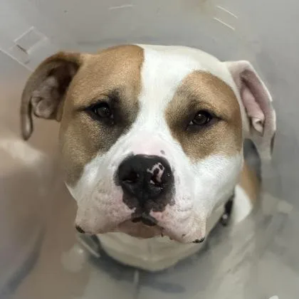 A baby large-sized male American Staffordshire Terrier dog named Roscoe for adoption in Sacramento, CA