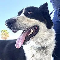 A young medium-sized male White / Cream Border Collie dog named Bruce  URGENT for adoption in Thousand Oaks, CA