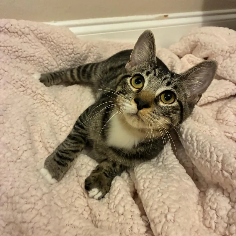 A young medium-sized male Domestic Short Hair cat named Milo for adoption in Folsom, LA