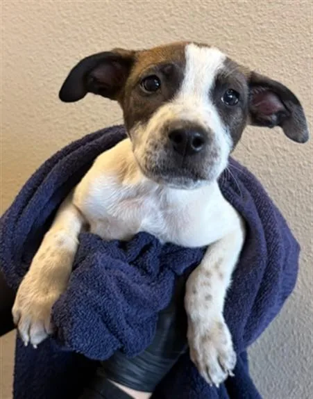 A baby large-sized male German Shepherd Dog dog named Peanut for adoption in Ontario, CA