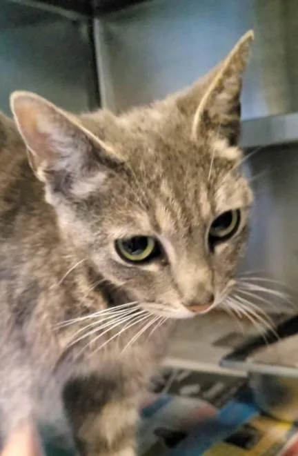 An adult large-sized female Domestic Short Hair cat named Mama Bo for adoption in Los Angeles, CA