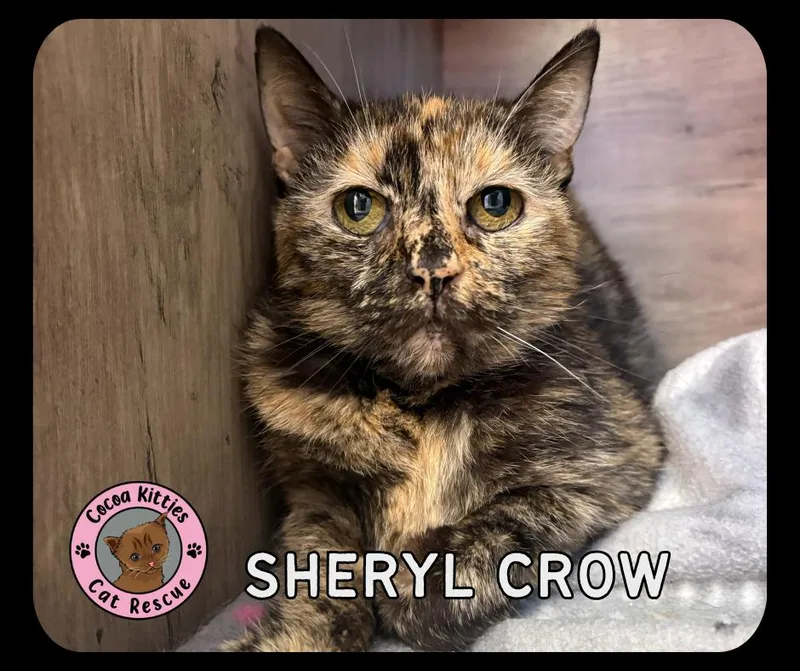 A young small-sized female Domestic Short Hair cat named Sheryl Crow for adoption in Hershey, PA