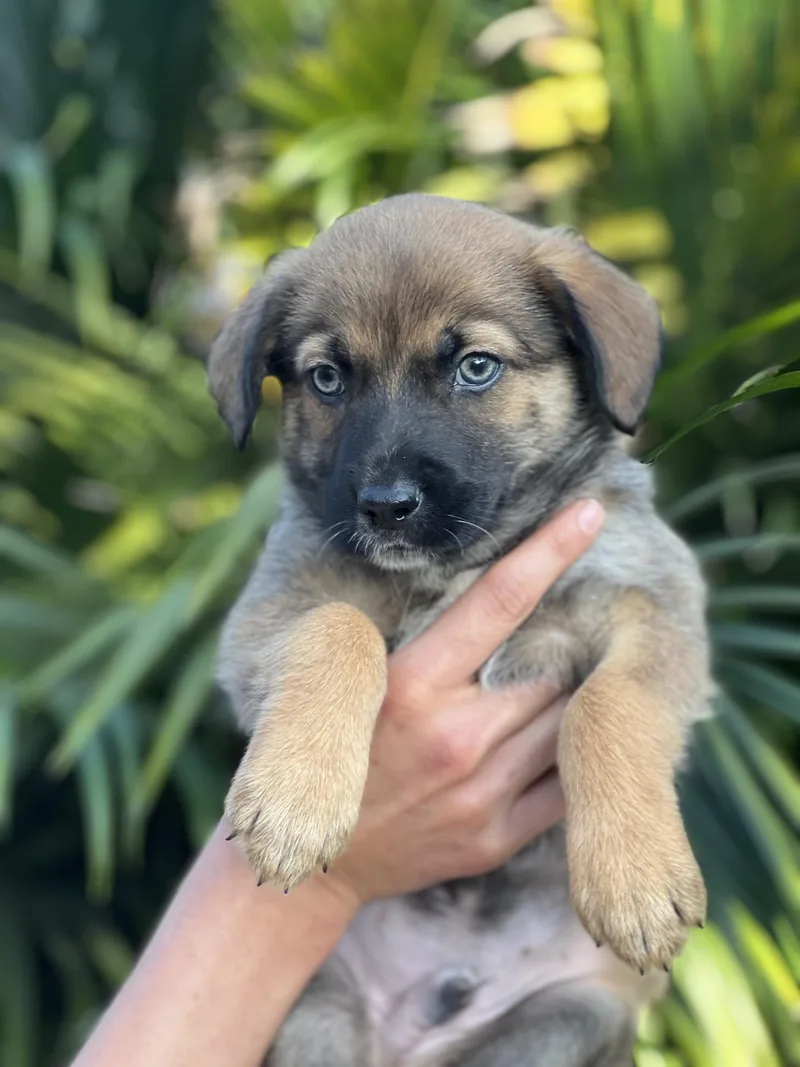 Fig~ Havanese Mix thumbnail 2