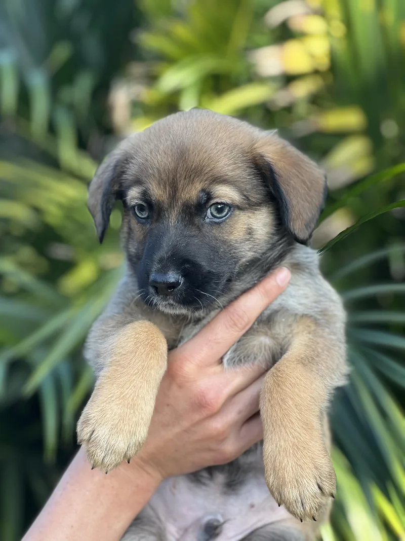 Fig~ Havanese Mix thumbnail 3