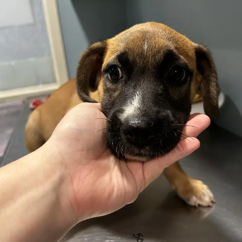 A baby small-sized female Yellow / Tan / Blond / Fawn Mixed Breed dog named Sea Anemone for adoption in Chattanooga, TN