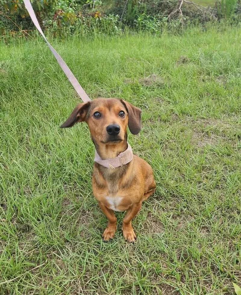 An adult small-sized male Brown / Chocolate Dachshund dog named Slinky for adoption in Troy, AL