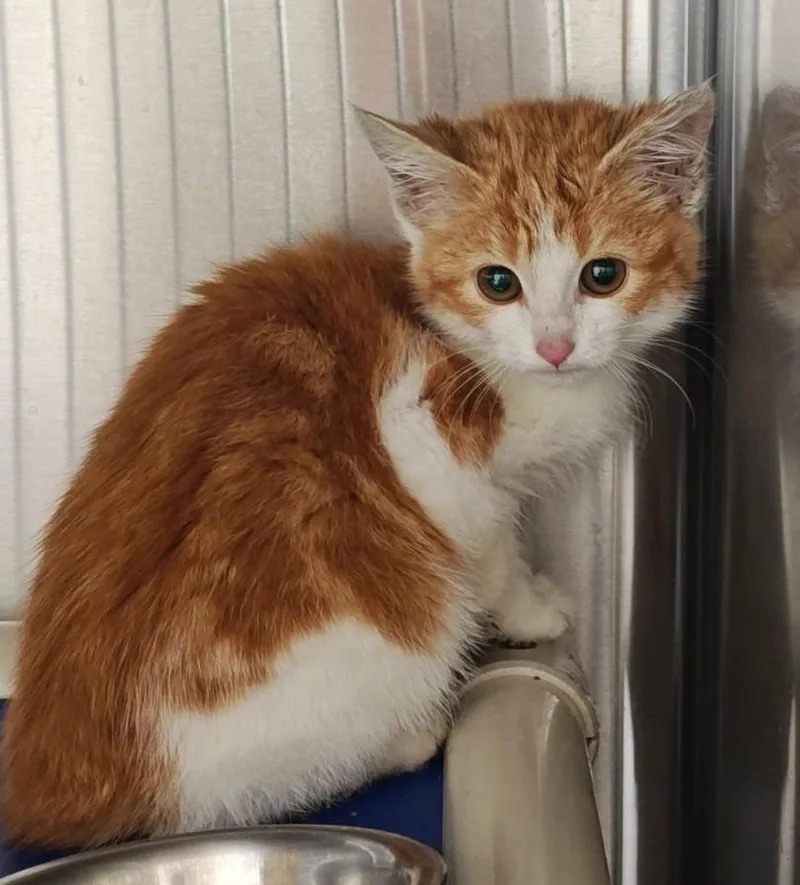 A young medium-sized female Orange & White Domestic Short Hair cat named Chilie for adoption in Wahpeton, ND