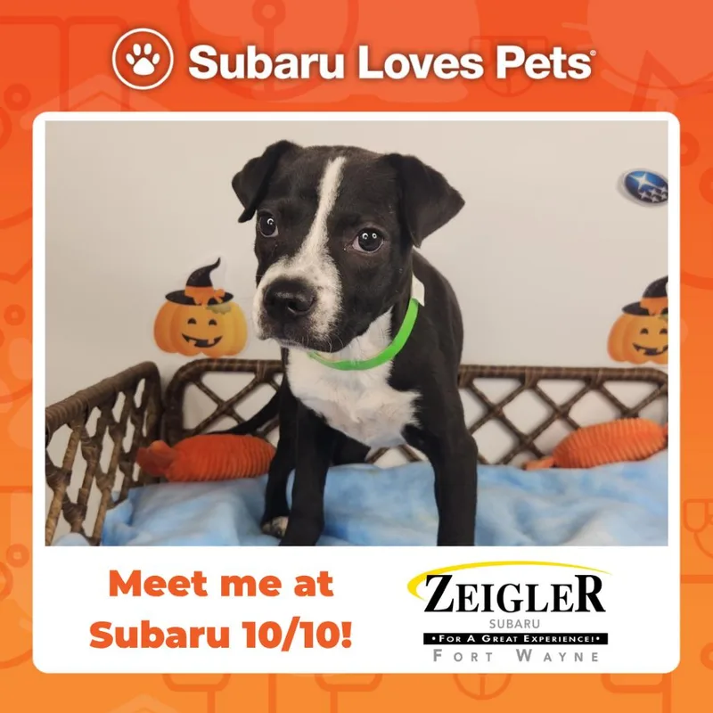 A baby small-sized female Black Pit Bull Terrier dog named Sparkle for adoption in Fort Wayne, IN