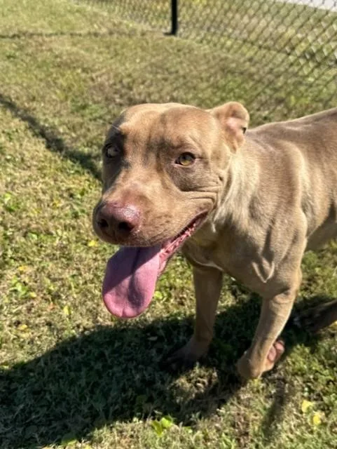 An adult large-sized male Red / Chestnut / Orange Pit Bull Terrier dog named Peanut Butter for adoption in Lynn Haven, FL