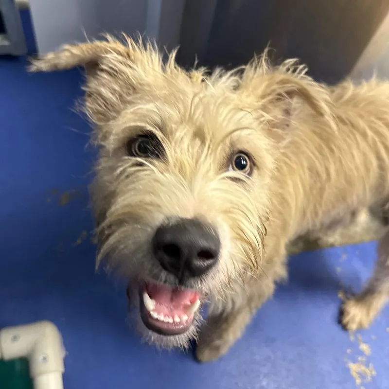 A young medium-sized male White / Cream Terrier dog named CT Johnathan for adoption in Eastford, CT
