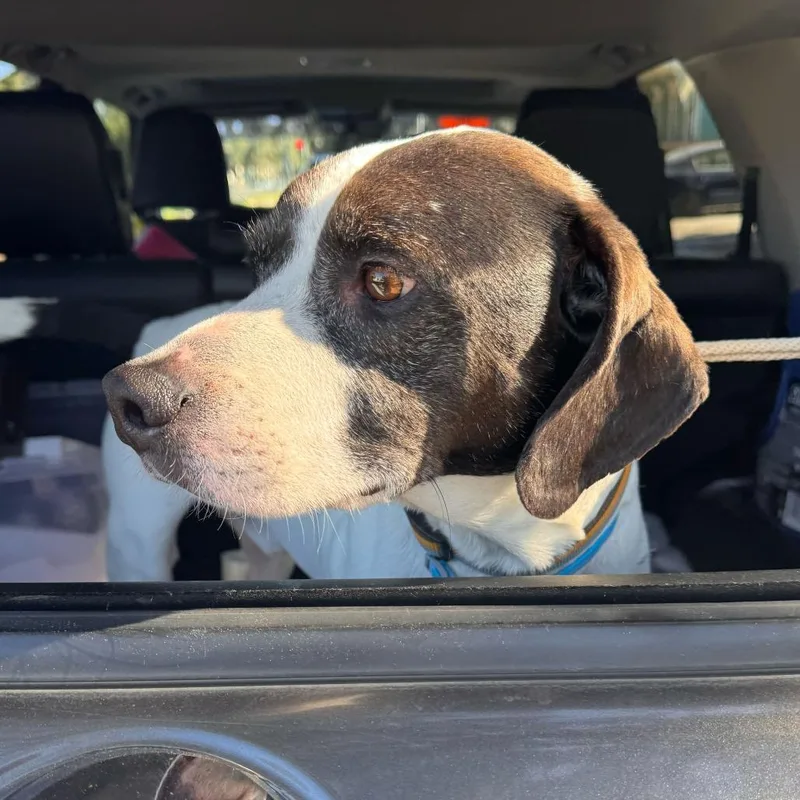 Brisket Billy thumbnail 2