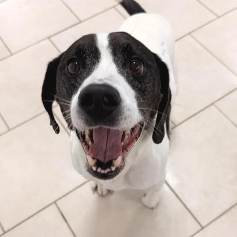 Brisket Billy thumbnail 3