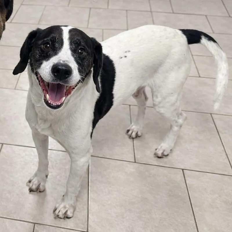 Brisket Billy thumbnail 4