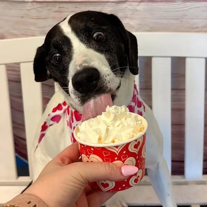 Brisket Billy thumbnail 5