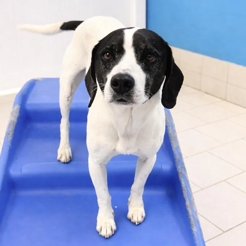 Brisket Billy thumbnail 6