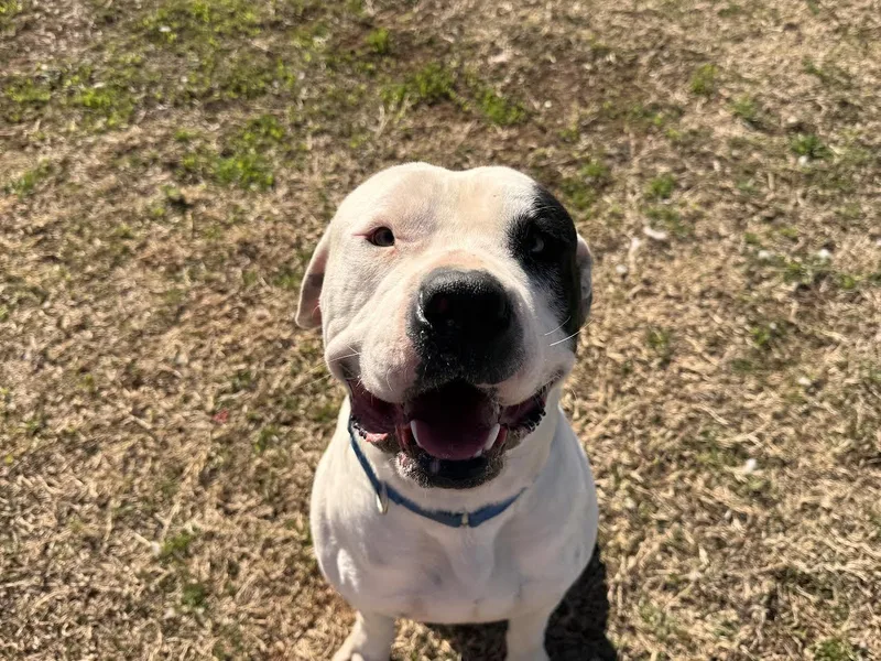 An adult large-sized male Black Mixed Breed dog named Bo for adoption in Chickasha, OK
