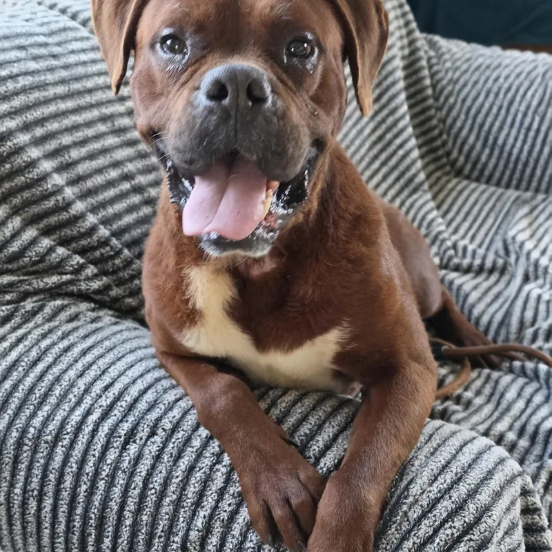 An adult medium-sized male Boxer dog named Buddy for adoption in Dandridge, TN