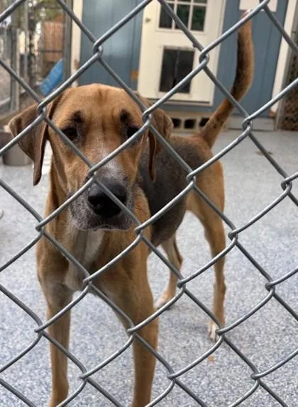 A young large-sized male Black Mixed Breed dog named Buddy for adoption in Fernandina Beach, FL